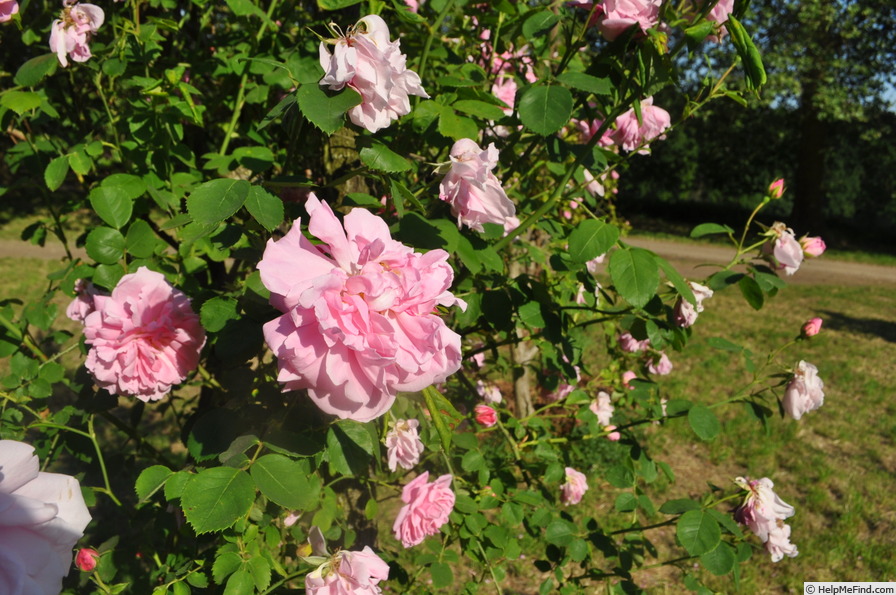 'Erlkönig' rose photo