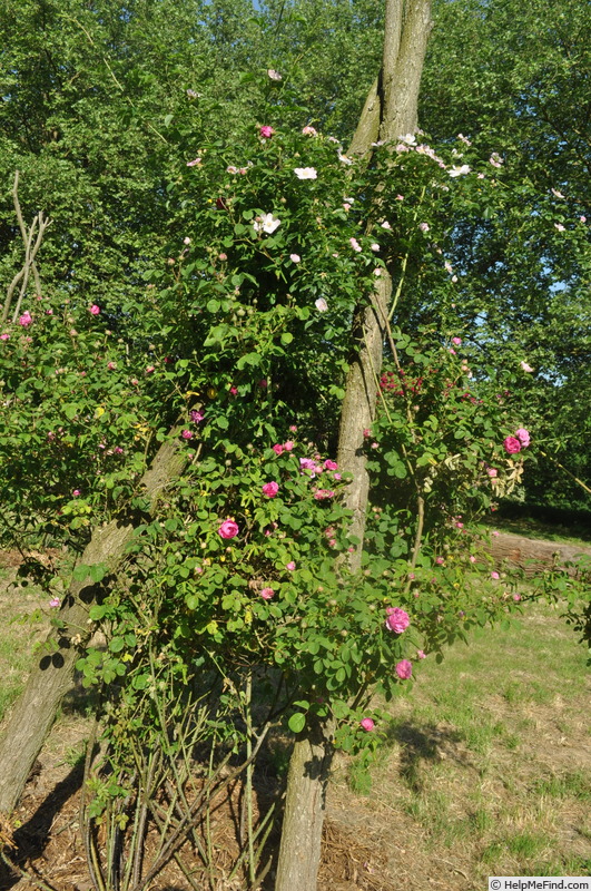 'Corporal Johann Nagy' rose photo