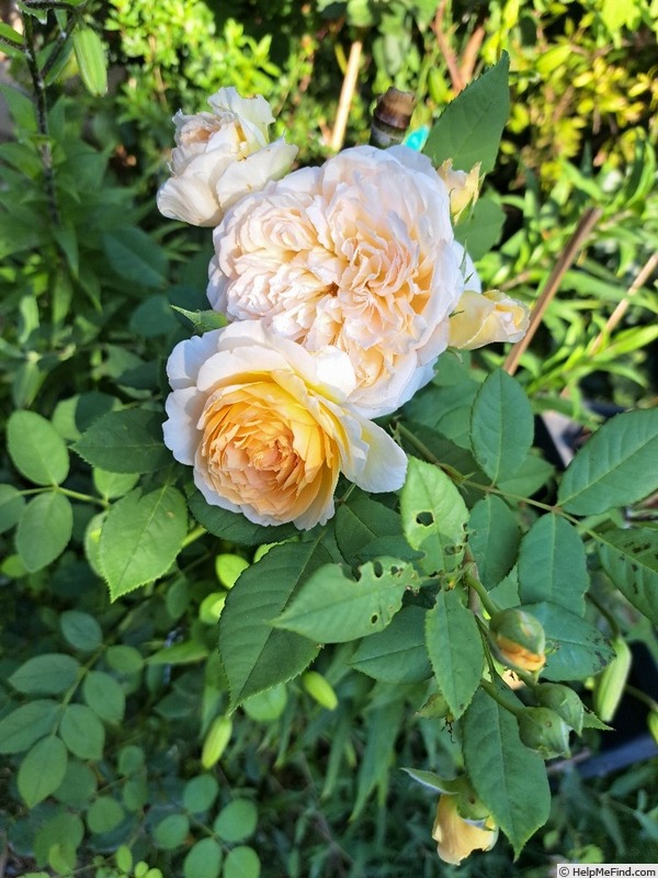 'Bathsheba' rose photo