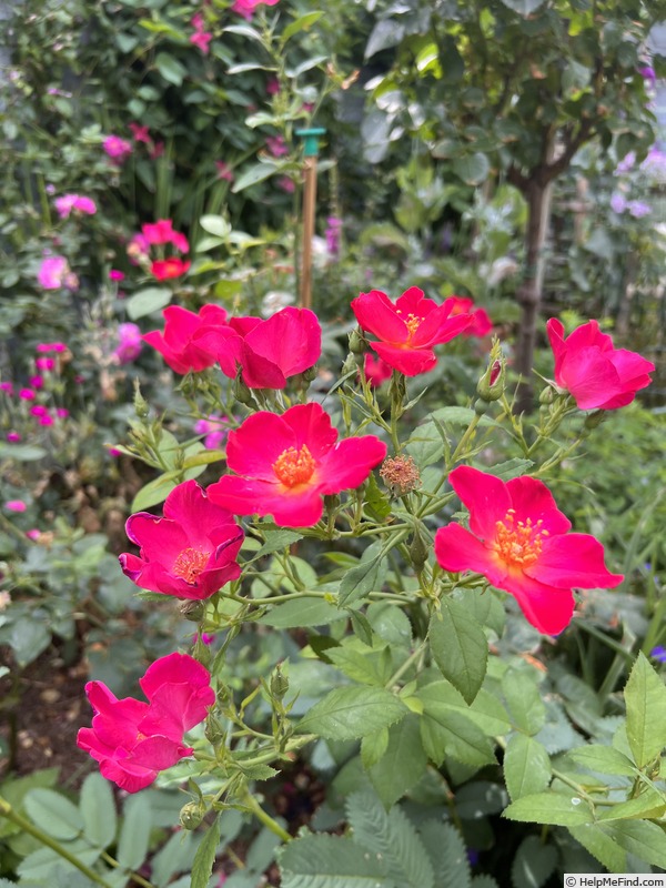 'Talbot House®' rose photo