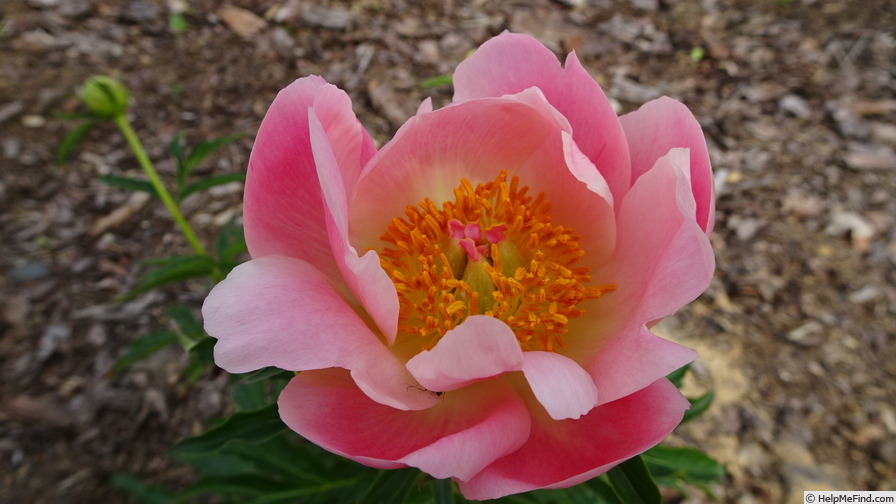 'Abalone Pearl' peony photo