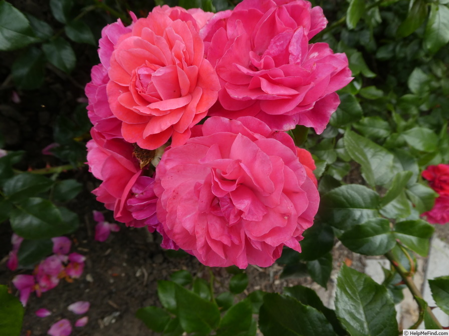 'Voilà ® (shrub, Spek, 2020)' rose photo