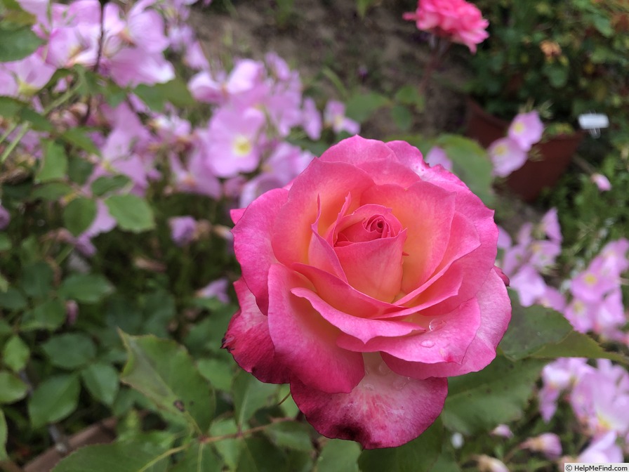 'Tiana' rose photo