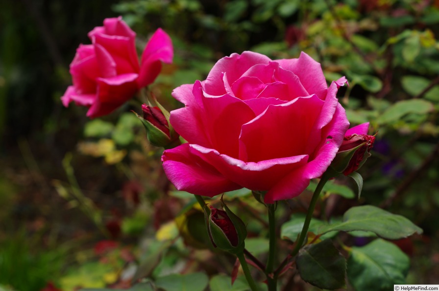 'Tallyho' rose photo