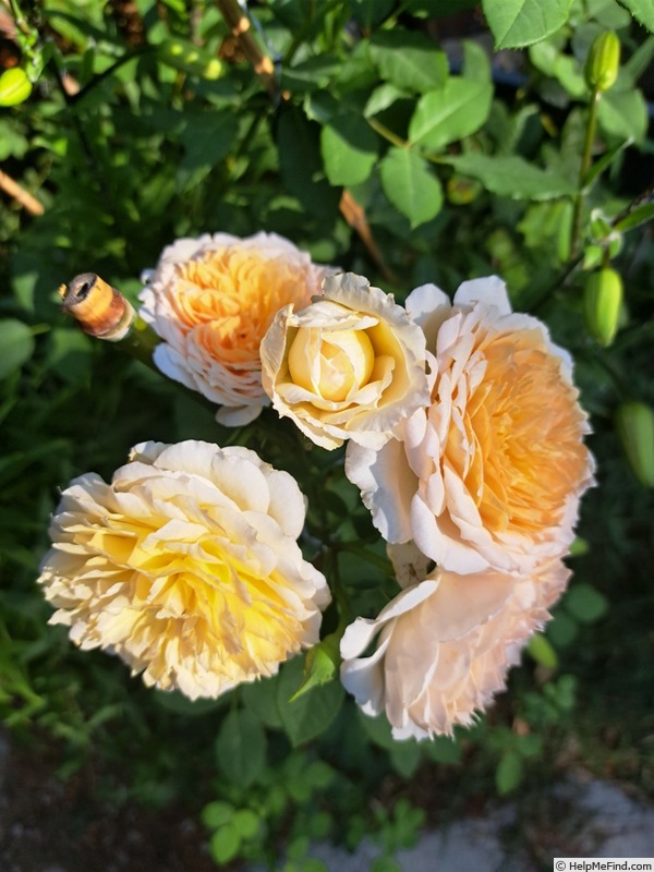 'Bathsheba' rose photo