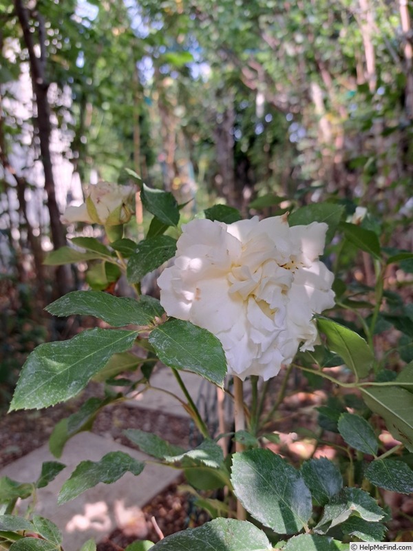 'Kosmos ® Fairy Tale (floribunda, Kordes, 2006)' rose photo