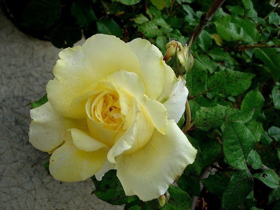 'Rose de Bretagne ®' rose photo