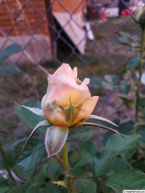 'Forever Amber ™ (floribunda, Carruth, 2021)' rose photo