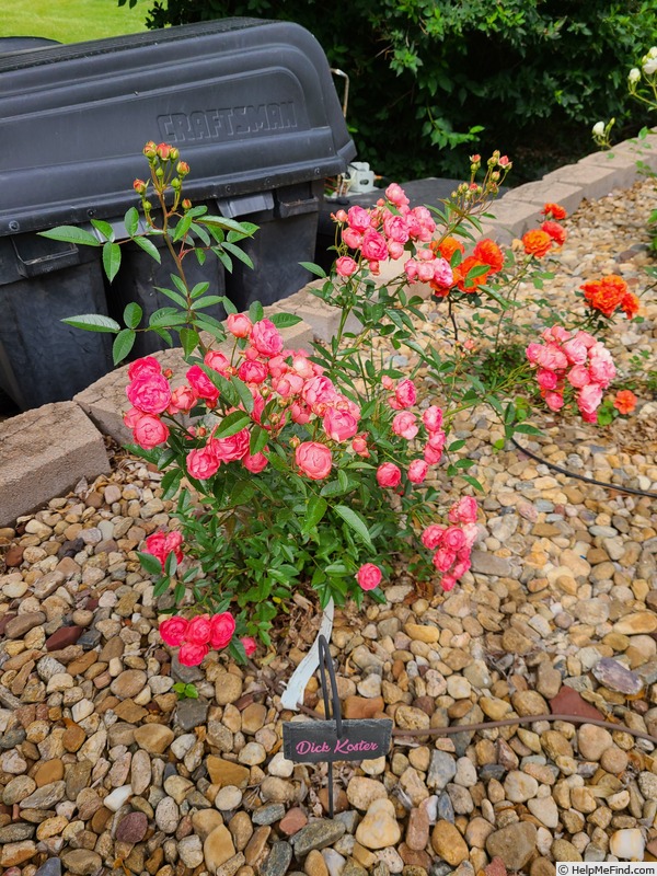 'Dick Koster' rose photo