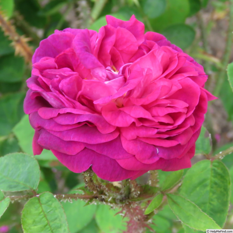 'Aristobule' rose photo