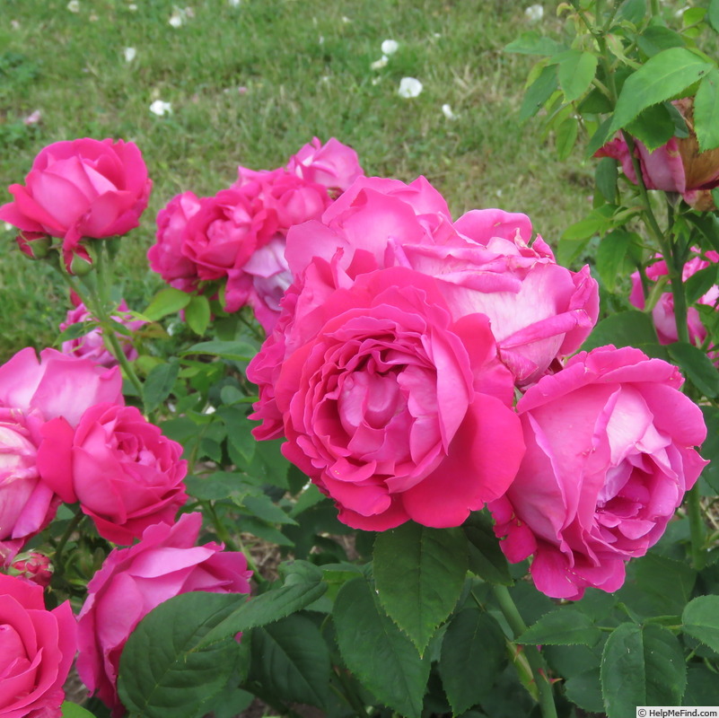 'Beauté de Versailles' rose photo