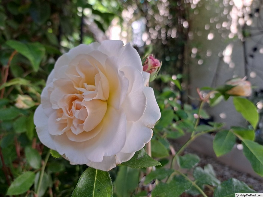 'Kosmos ® Fairy Tale (floribunda, Kordes, 2006)' rose photo