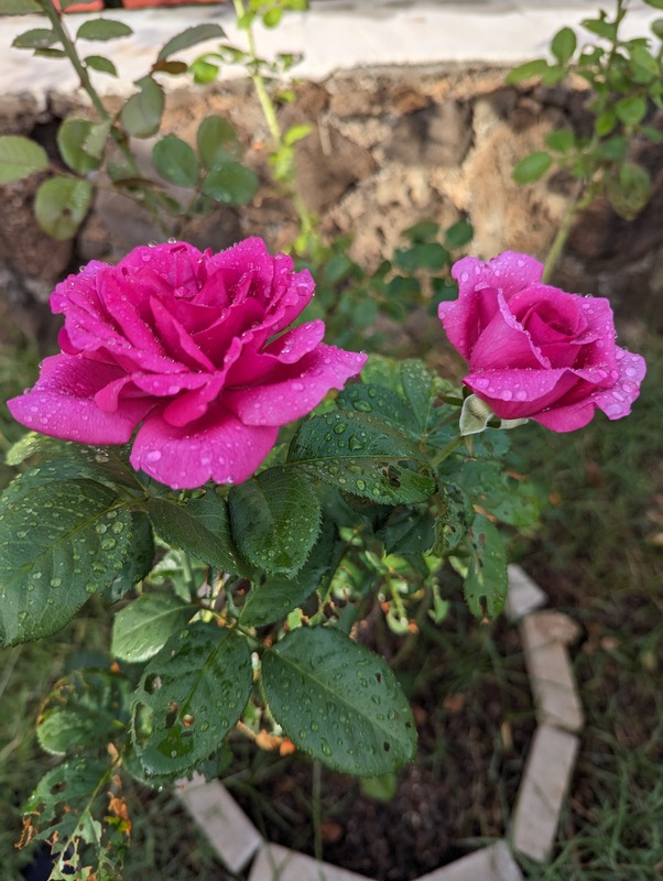 'Julie's Rose Garden'  photo