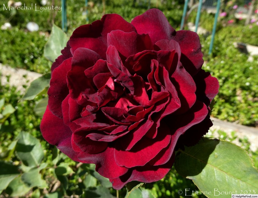 'Maréchal Lyautey' rose photo
