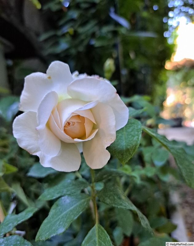 'Kosmos ® Fairy Tale (floribunda, Kordes, 2006)' rose photo