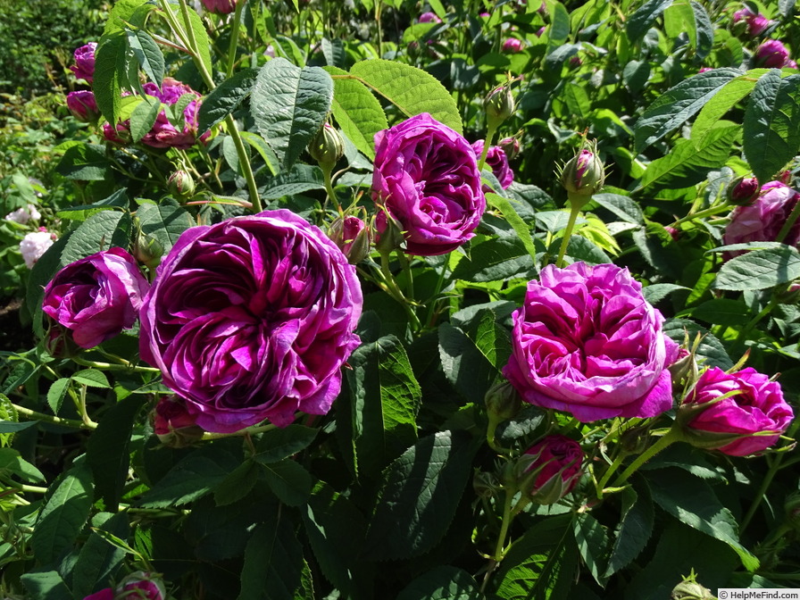 'Charles de Mills' rose photo