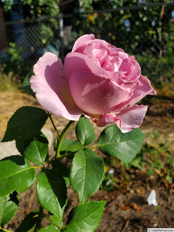 'Blushing Lavender' rose photo