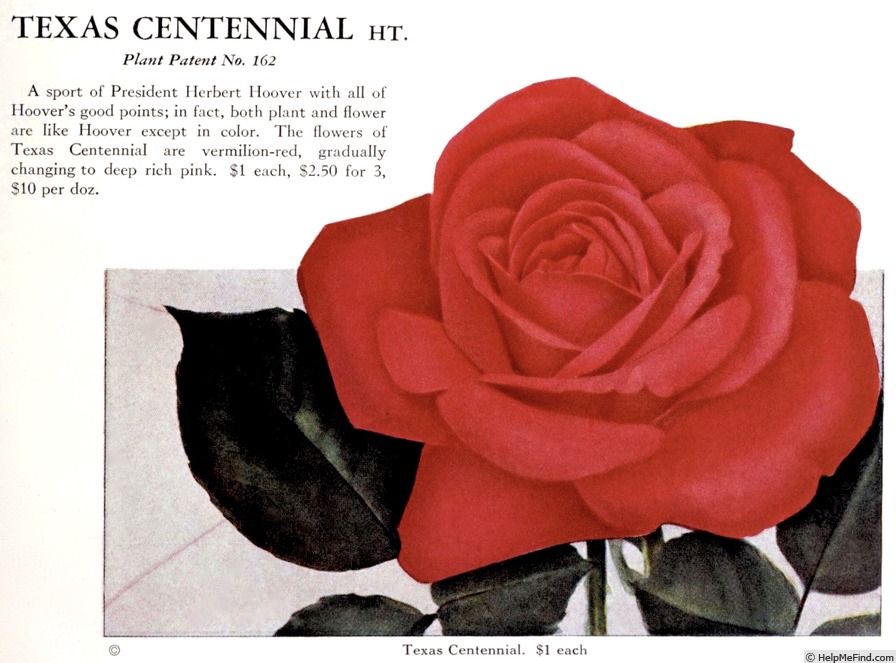 'Texas Centennial' rose photo