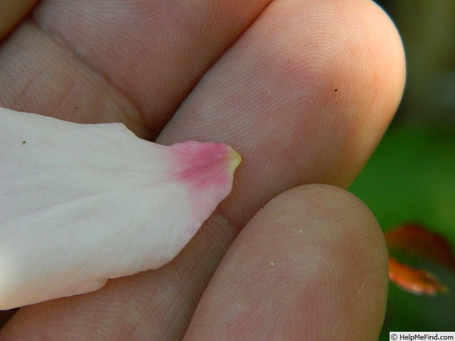 'FIAPMC' rose photo