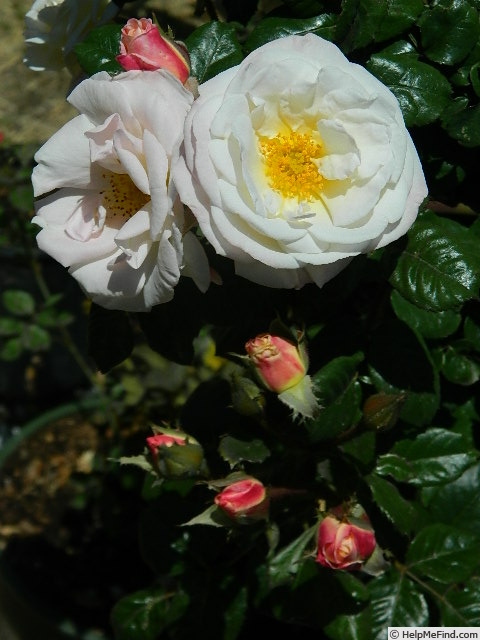 'FIAPMC' rose photo