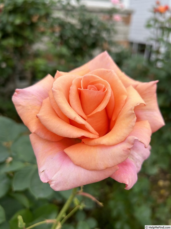 'Sunset Celebration ™' rose photo