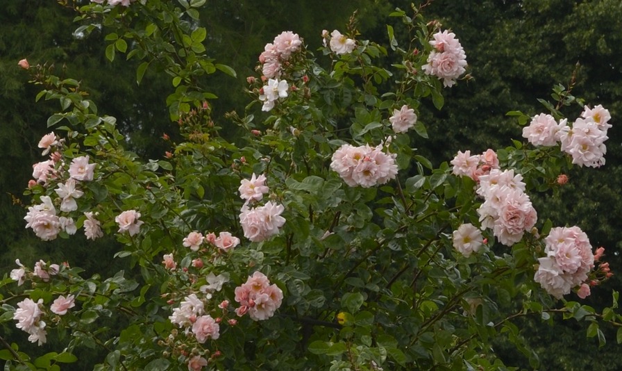 'Dancing Butterflies (climber, Verschuren, 2002)' rose photo