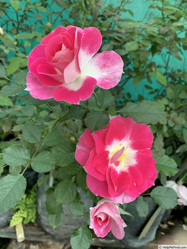 'BARBARA WOOD, HEART O’ROSES  ™' rose, click to enlarge 'BARBARA WOOD, HEART O’ROSES  ™' rose photo