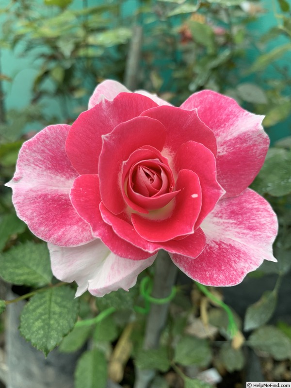 'BARBARA WOOD, HEART O’ROSES  ™' rose, click to enlarge 'BARBARA WOOD, HEART O’ROSES  ™' rose photo