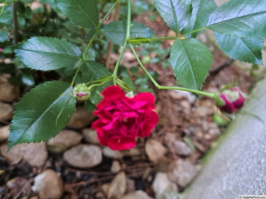 'Crimson Siluetta ®' rose photo