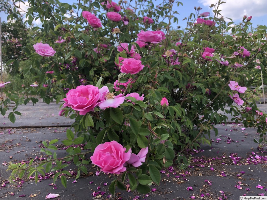 'AKA-173-19' rose photo