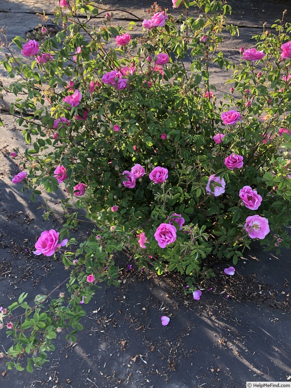 'AKA-173-19' rose photo