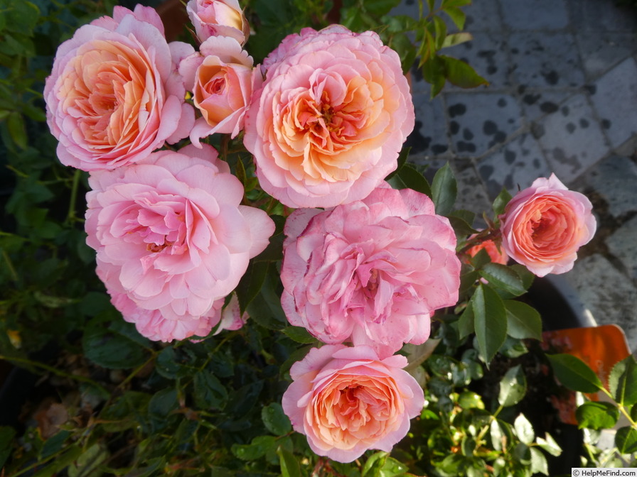 'Calypso (shrub, Lim 2013)' rose photo