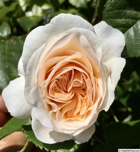 'Trésor ®' rose photo