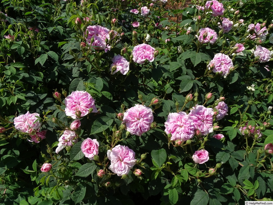 'Queen of Denmark (Alba, Booth, 1816)' rose photo