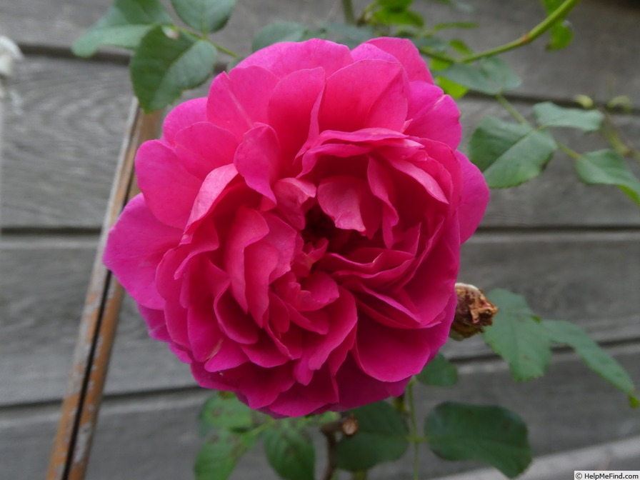 'Gabriel Oak ™' rose photo