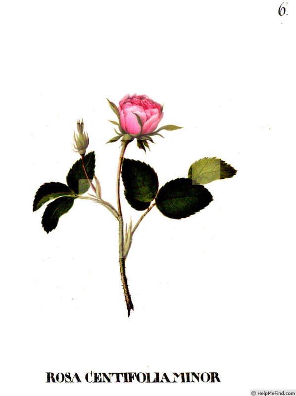 'Centifolia Minor' rose photo