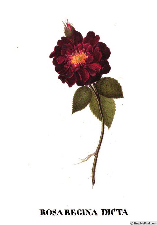 'Regina dicta' rose photo