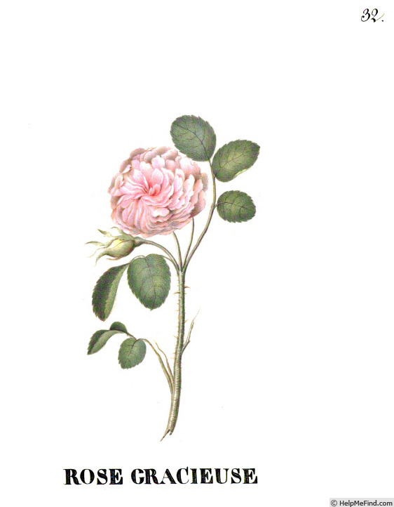 'Gracieuse (gallica, Schwarzkopf, pre 1783)' rose photo