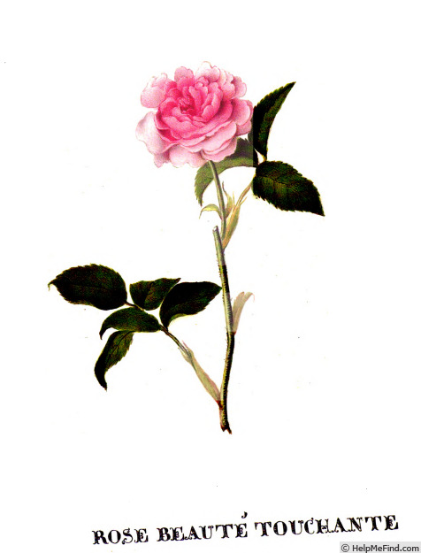'Beauté Touchante' rose photo