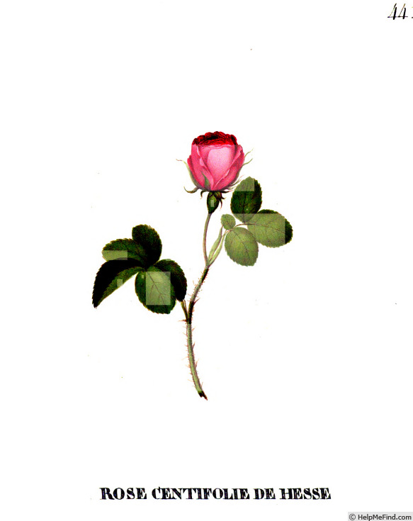 'Centfeuille de Hesse' rose photo