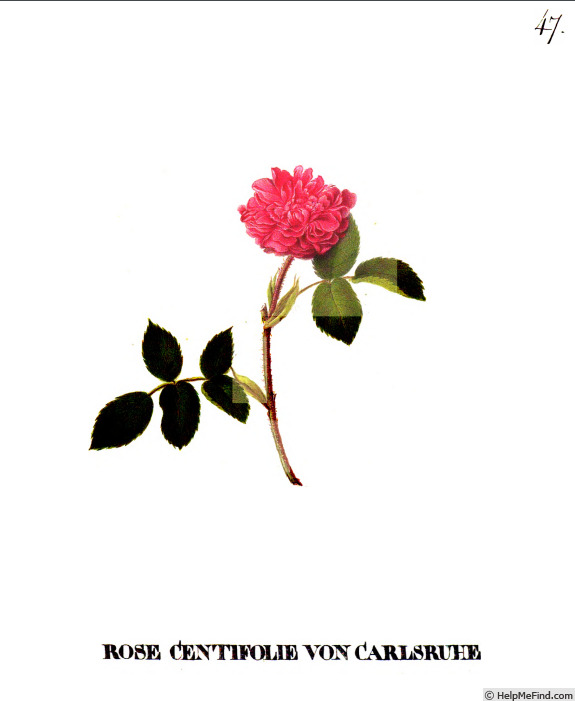 'Centifolia von Carlsruhe' rose photo