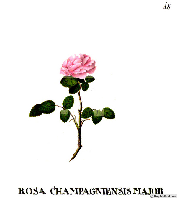 'Champagnensis major' rose photo