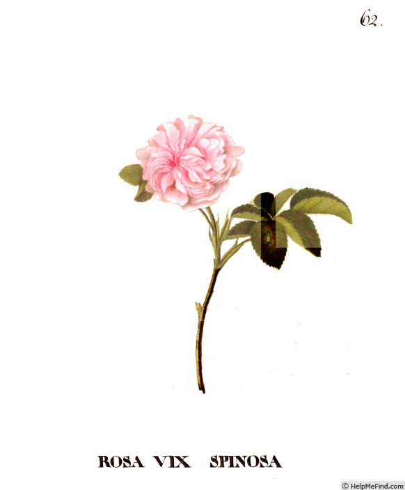 'Alba vix spinosa' rose photo
