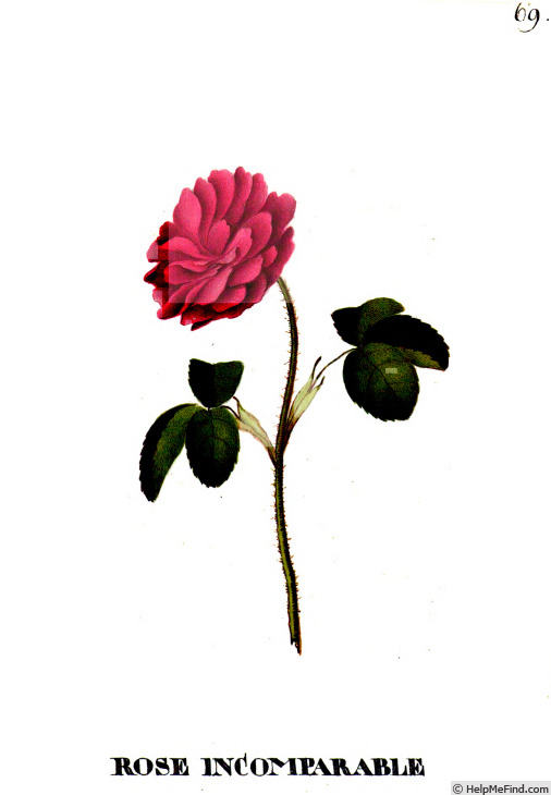 'Incomparable (gallica, Schwarzkopf, pre 1783)' rose photo