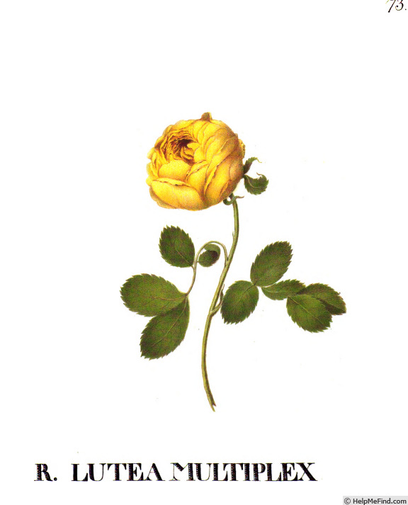 'Double Yellow (hemisphaerica)' rose photo