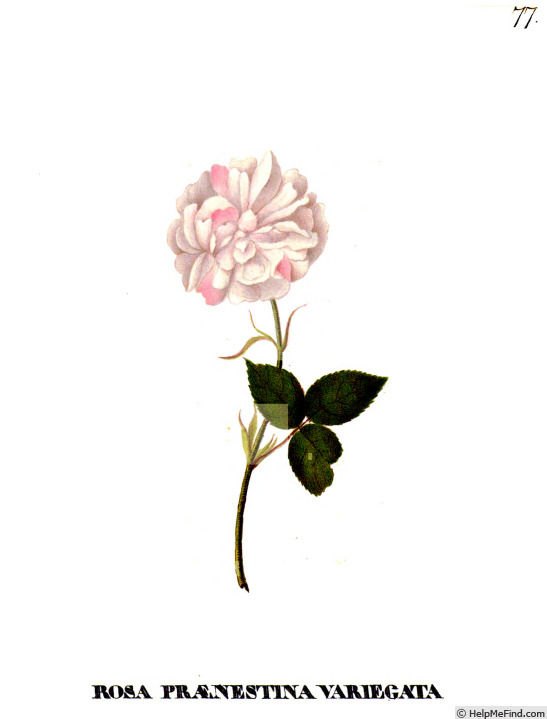 '<i>Rosa damascena variegata</i>' rose photo