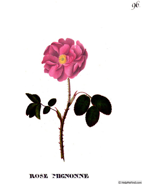 'Ma mignonne' rose photo