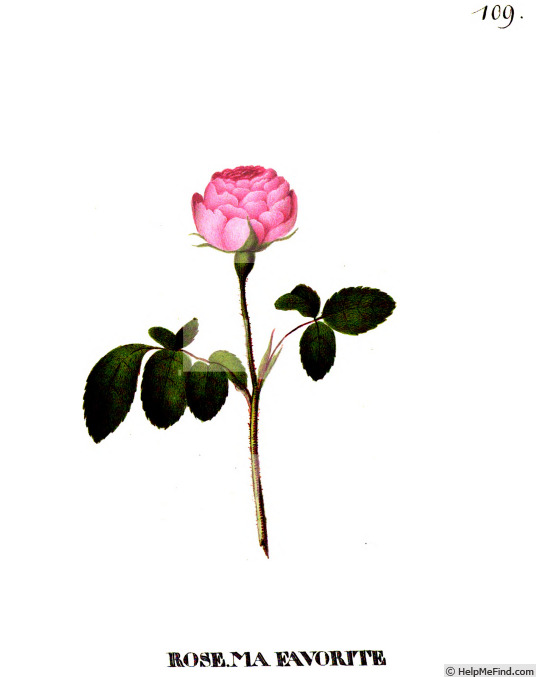 'Ma favorite (damask, Schwarzkopf, pre 1783)' rose photo