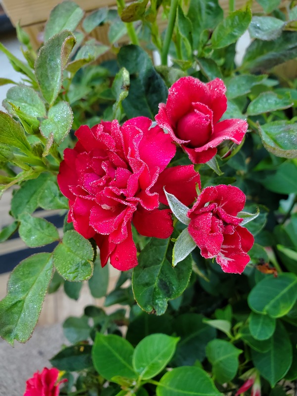 'Mavaro™' rose photo