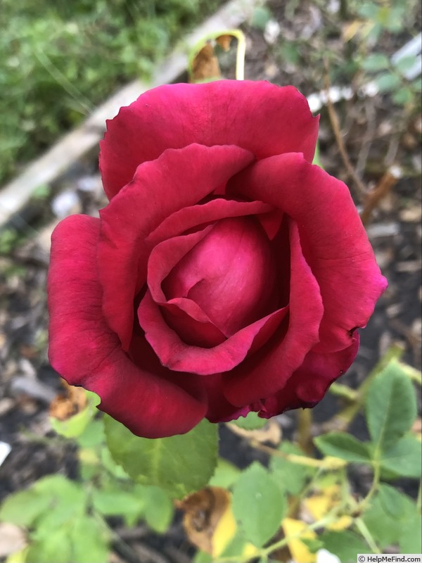 'Arctic Flame' rose photo